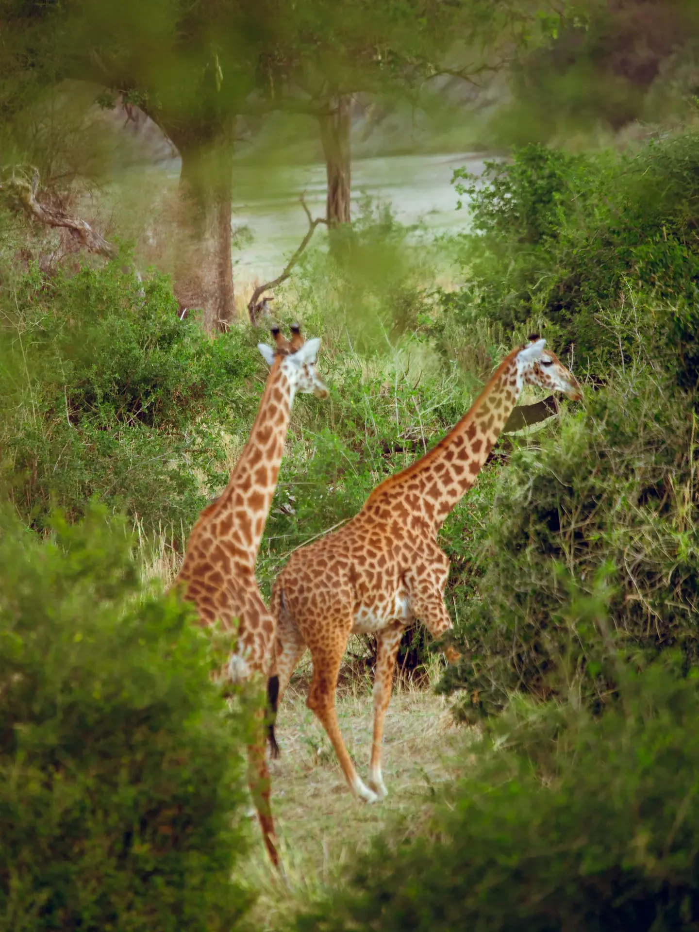 Central Serengeti National Park Game drive scenery